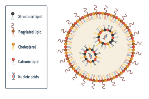 Microfluidic lipid nanoparticle synthesis system